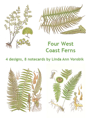 Four West Coast Ferns